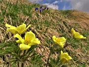 Spettacolo di fiori e marmotte sui sentieri per i Laghetti di Ponteranica – 18magg22  - FOTOGALLERY